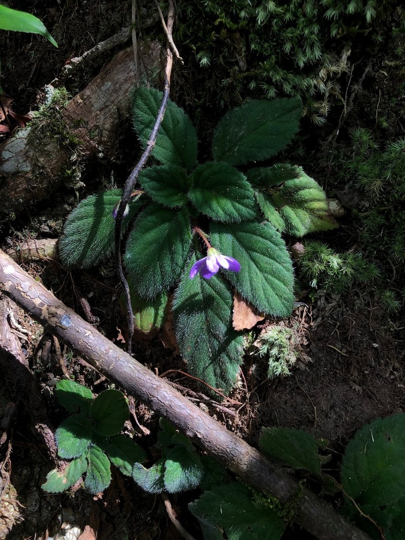 Oreocharis guileana photo 6