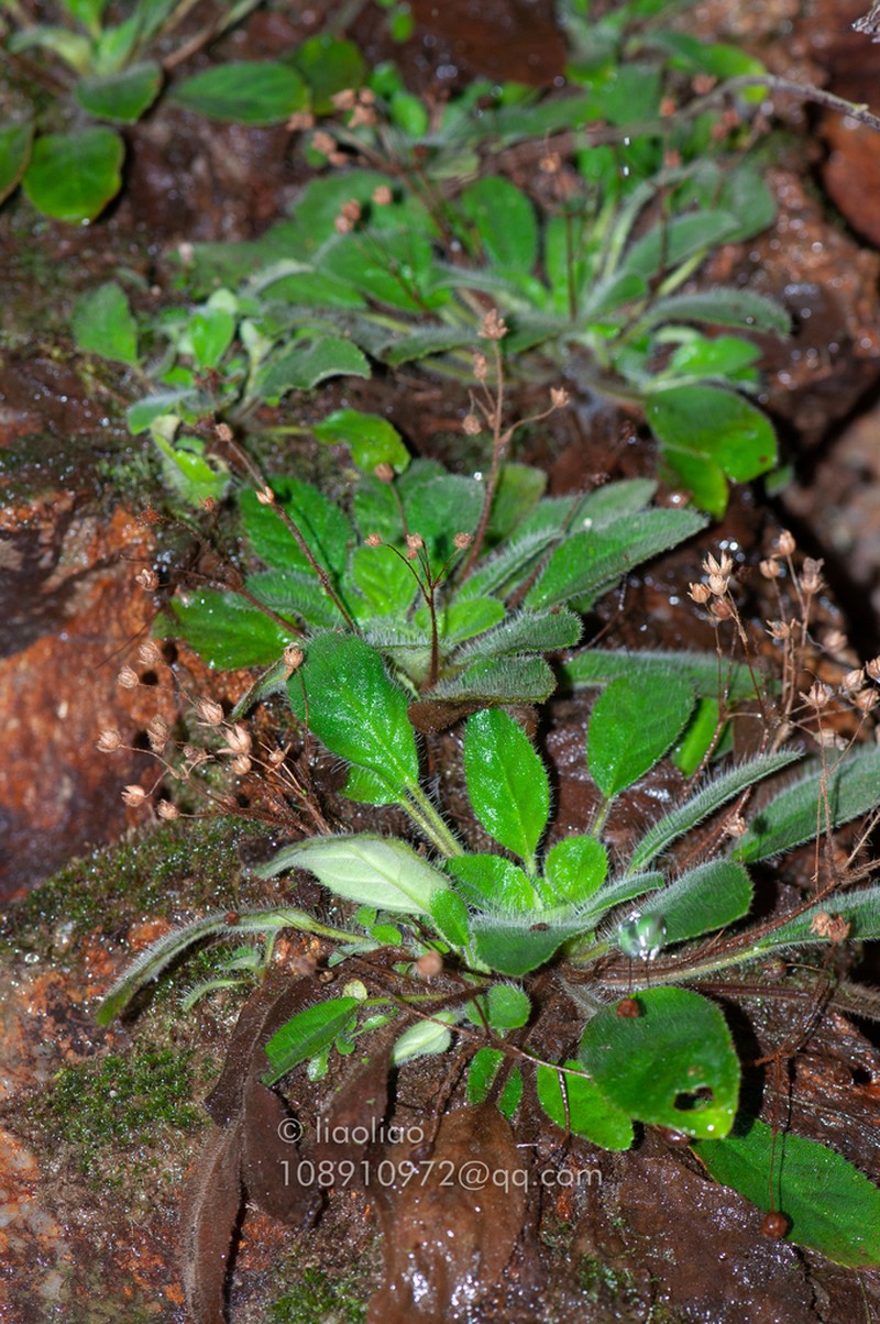 Oreocharis guileana photo 8