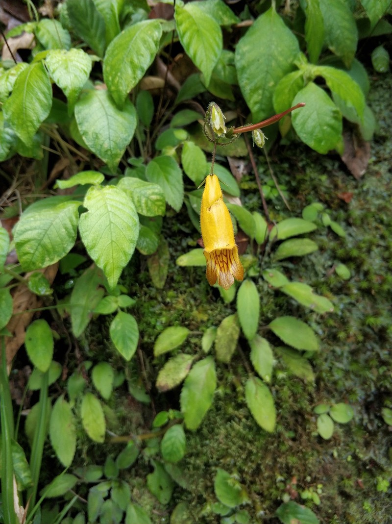 Oreocharis longifolia var. longifolia photo 2