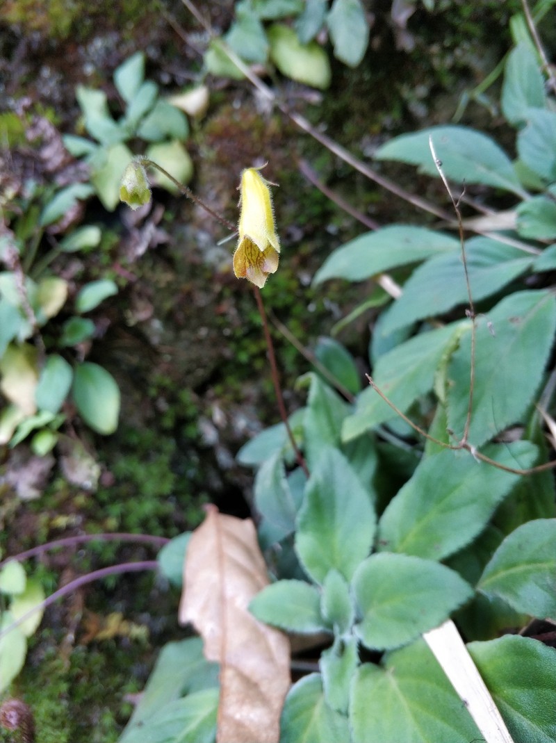 Oreocharis longifolia var. longifolia photo 3