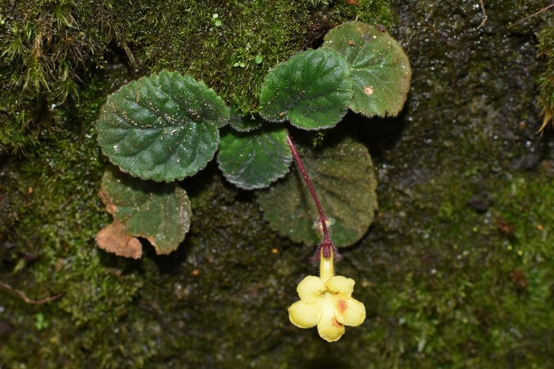 Oreocharis longituba