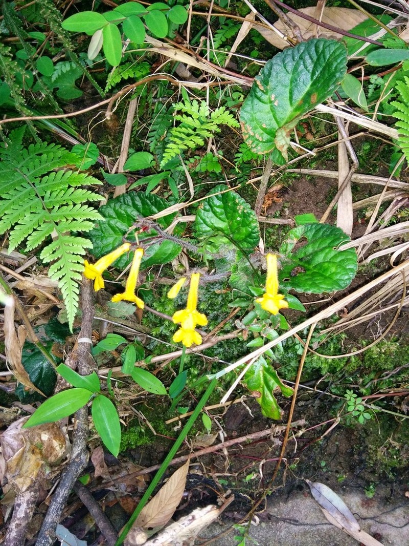 Oreocharis longituba photo 2