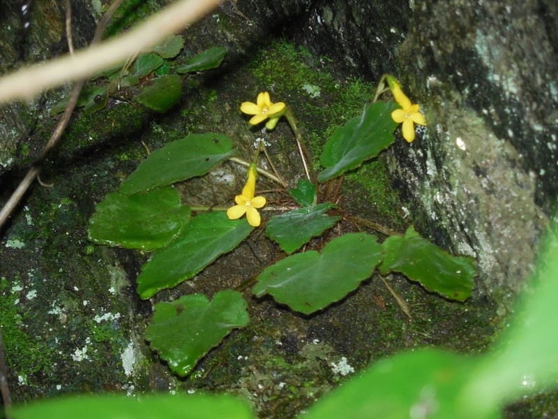 Oreocharis longituba photo 5