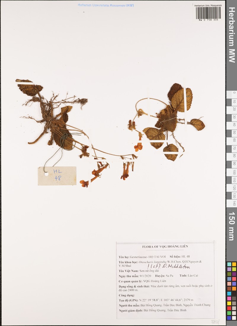 Oreocharis longituba photo 8
