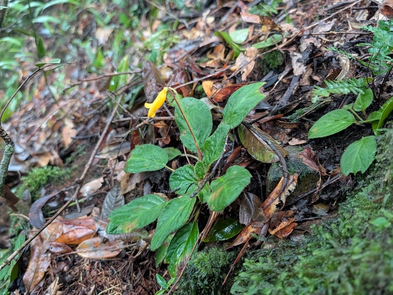 Oreocharis phuongii