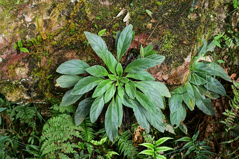 Oreocharis pinfaensis