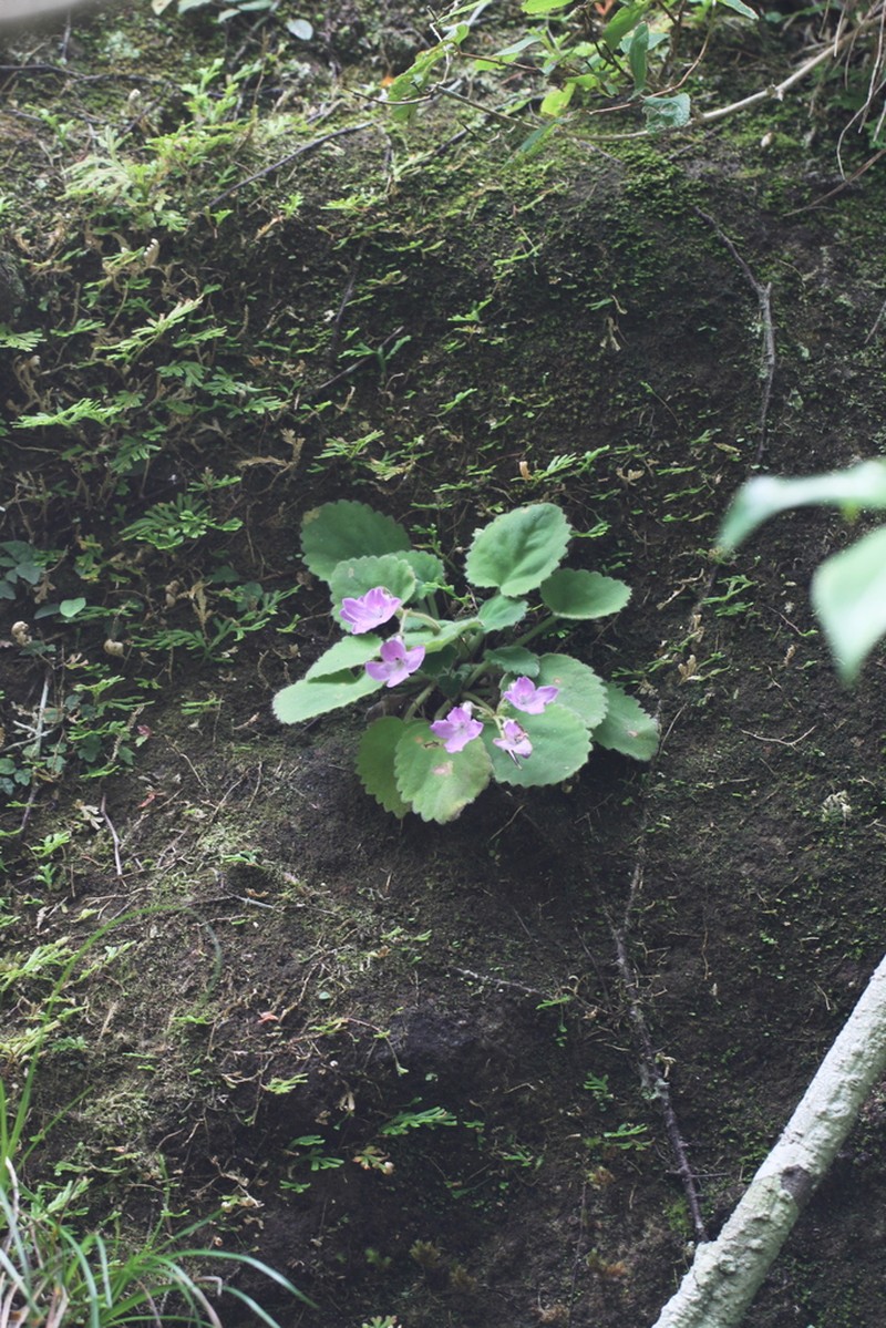 Oreocharis primuloides photo 4