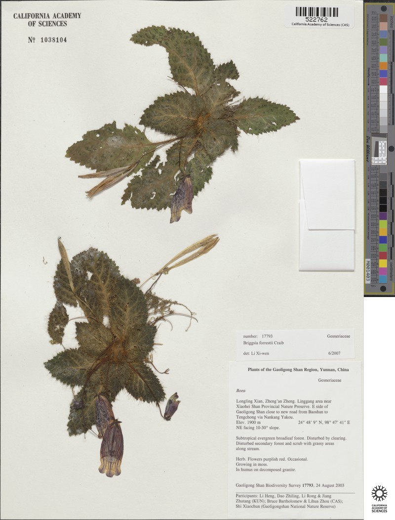 Oreocharis shweliensis