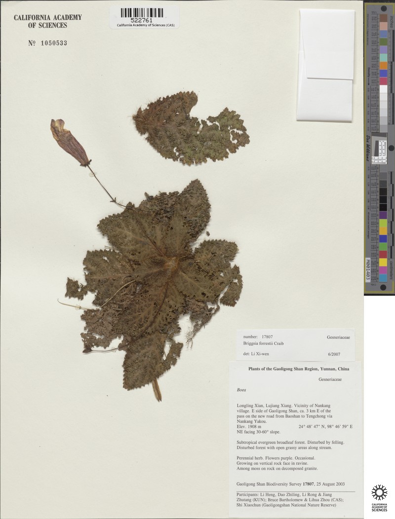 Oreocharis shweliensis photo 2