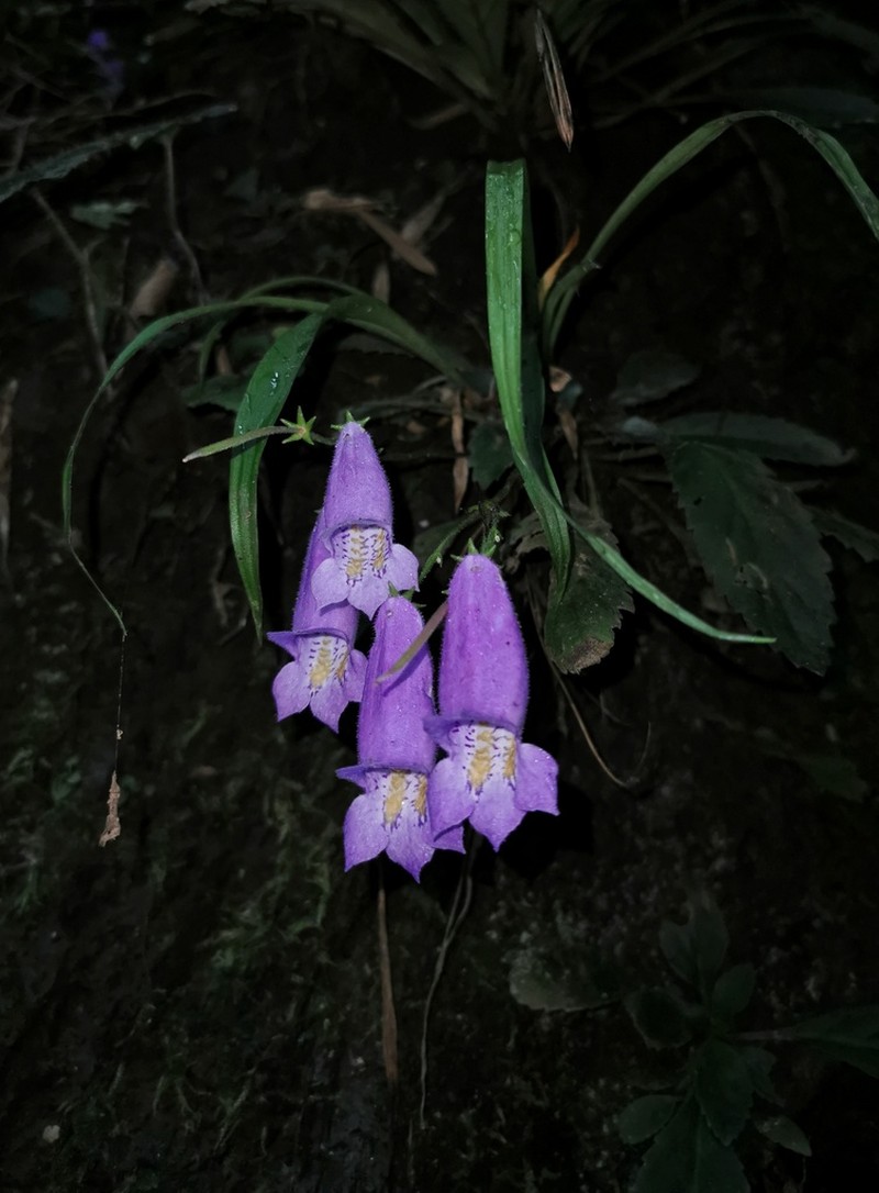Oreocharis speciosa