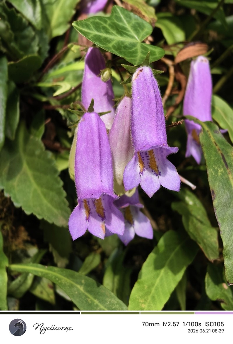 Oreocharis speciosa photo 2