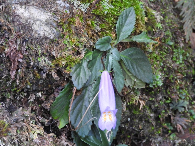 Oreocharis speciosa photo 3