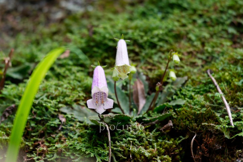 Oreocharis speciosa photo 5