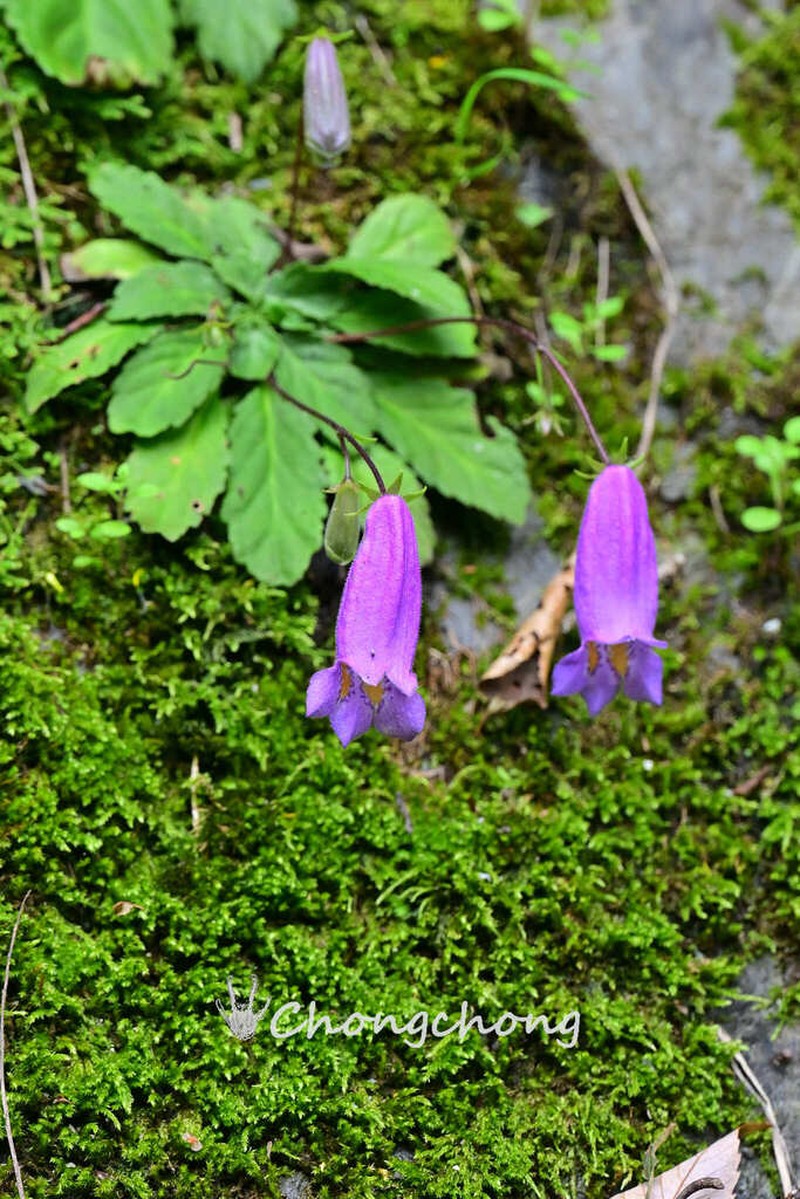 Oreocharis speciosa photo 6