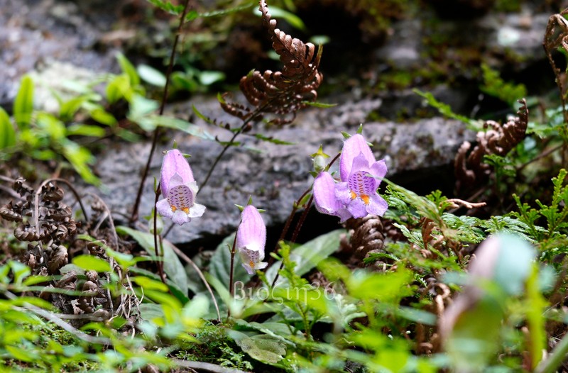 Oreocharis speciosa photo 7