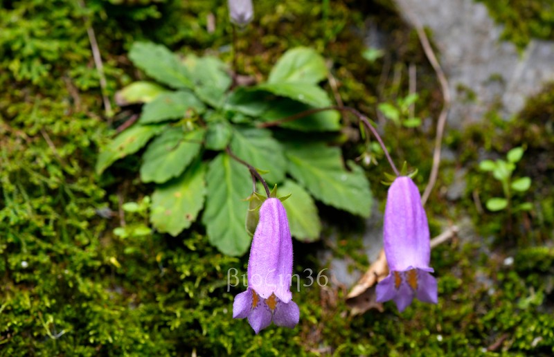Oreocharis speciosa photo 8