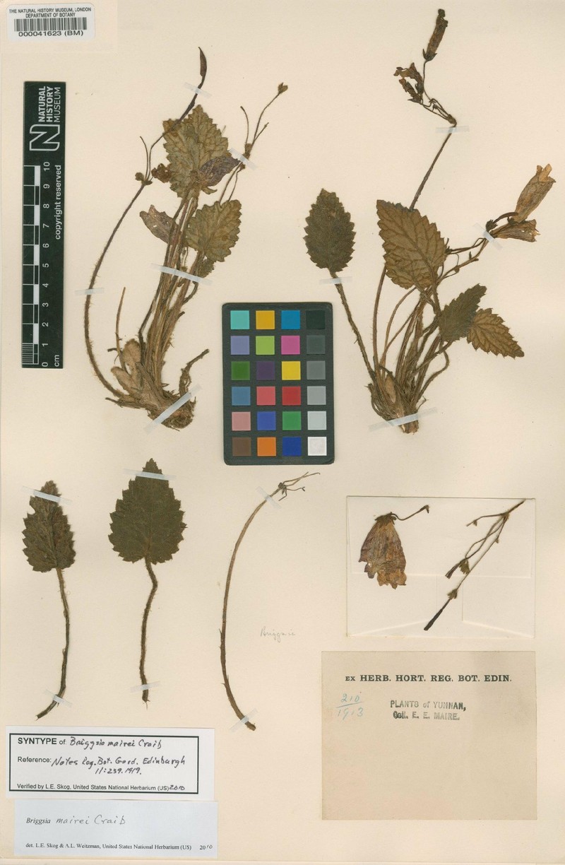 Oreocharis tongtchouanensis
