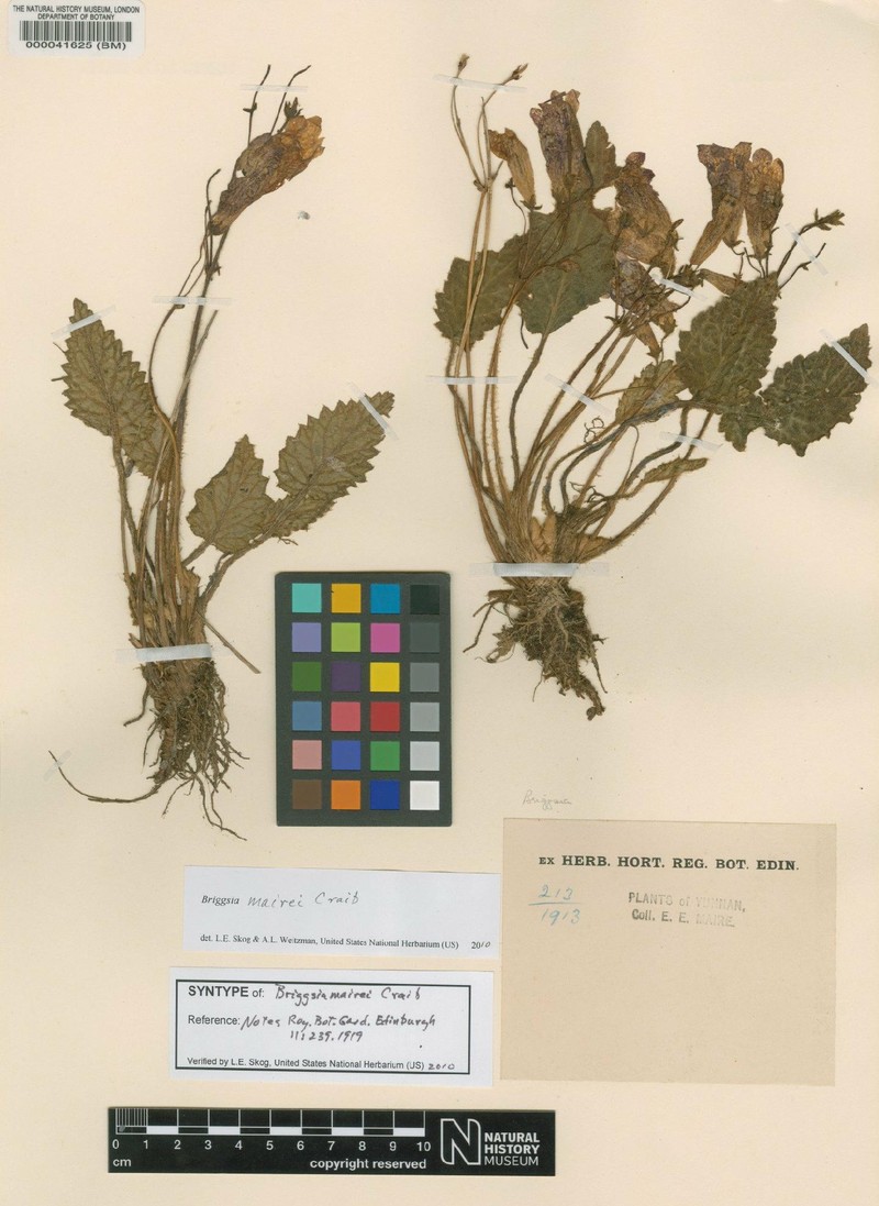 Oreocharis tongtchouanensis photo 2