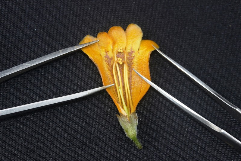 Oreocharis tribracteata