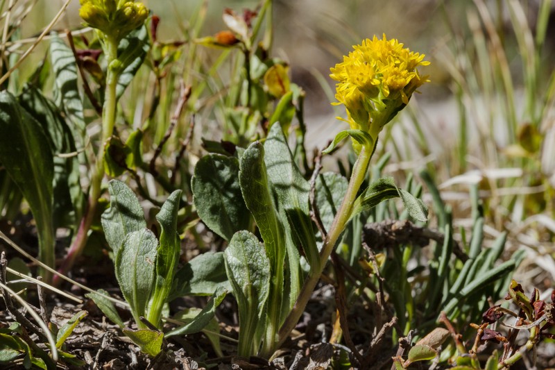 Parry's Goldenrod