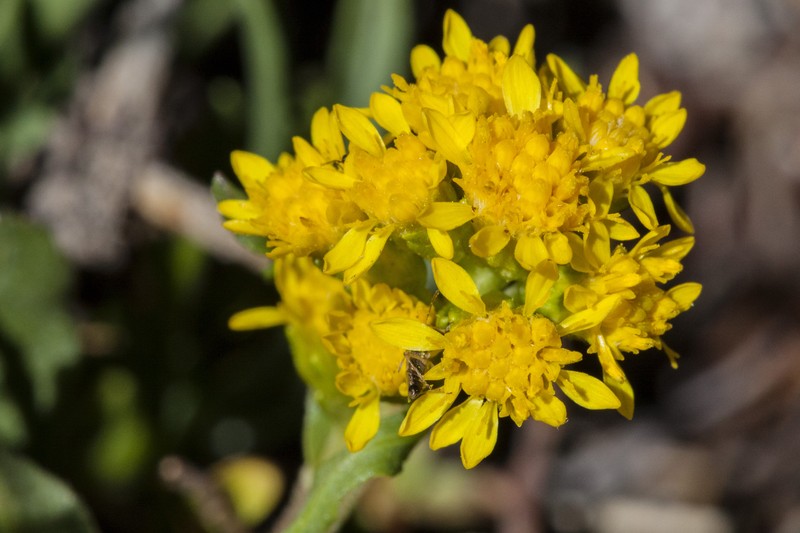 Parry's Goldenrod photo 2
