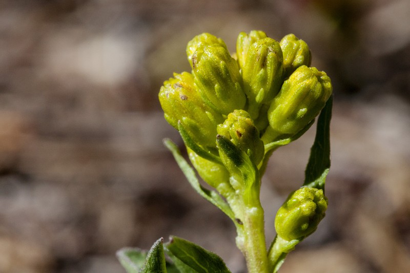 Parry's Goldenrod photo 3