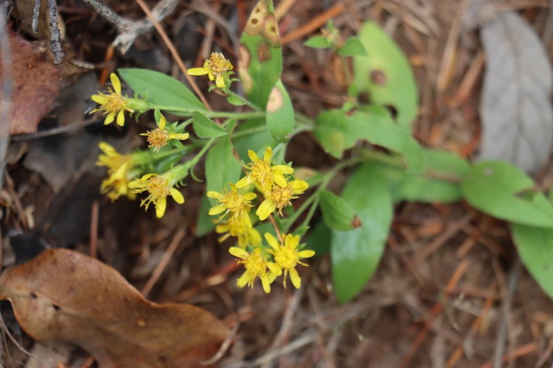 Parry's Goldenrod photo 3