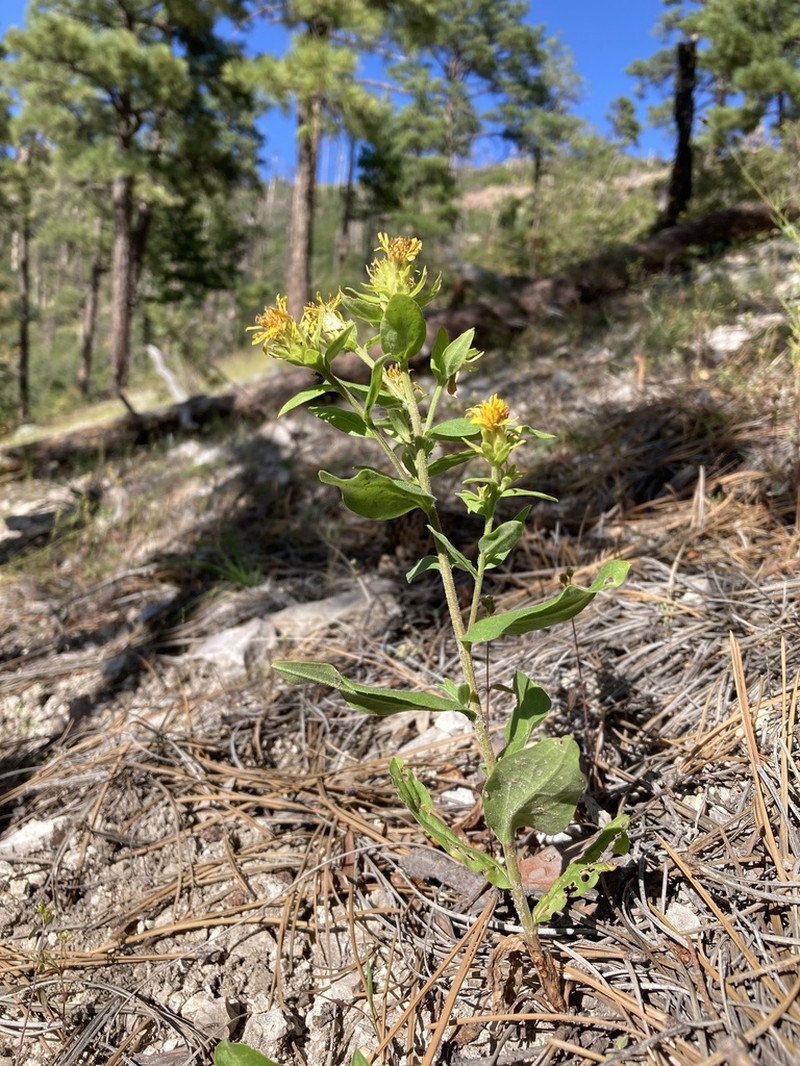 Parry's Goldenrod photo 4