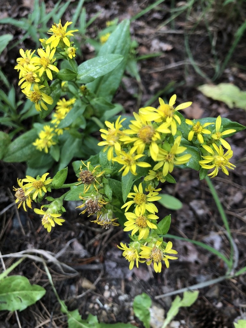 Parry's Goldenrod photo 5