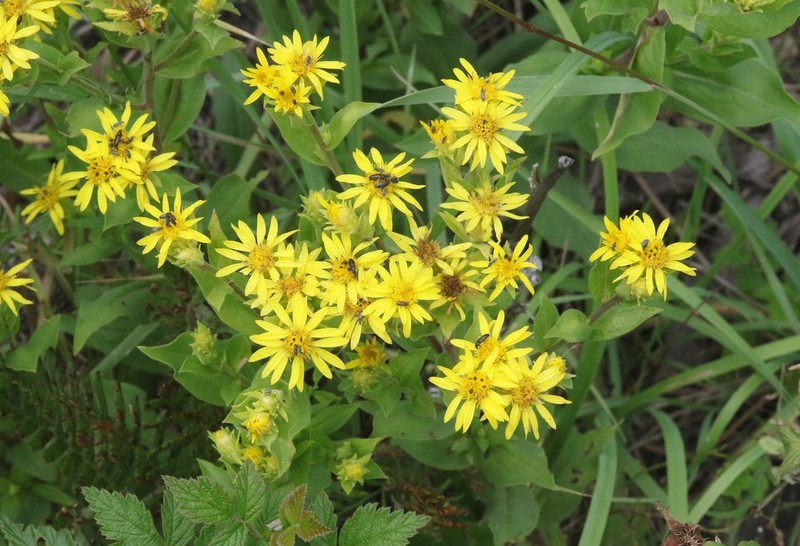 Parry's Goldenrod photo 6