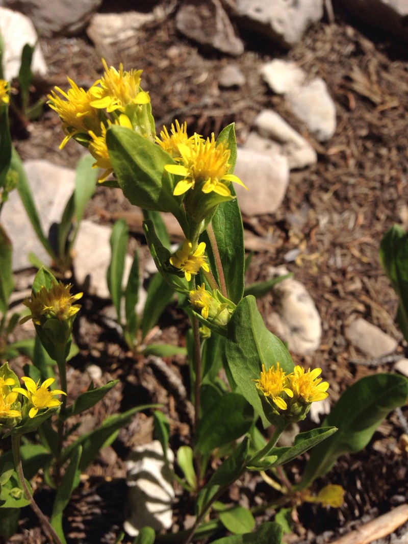 Parry's Goldenrod photo 7