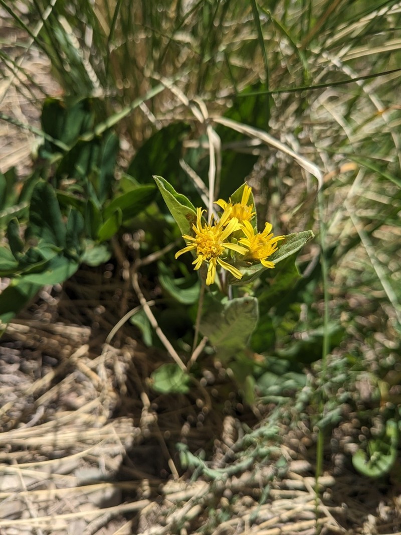 Parry's Goldenrod photo 8