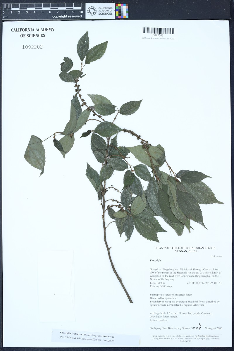 Oreocnide frutescens subsp. frutescens