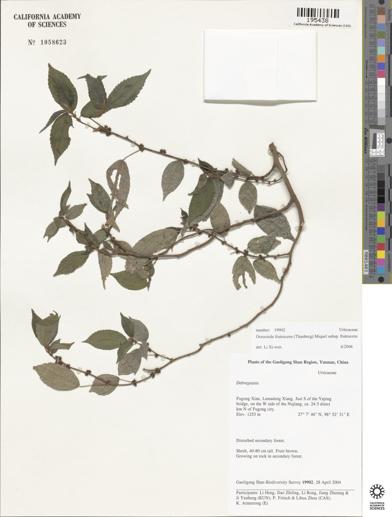Oreocnide frutescens subsp. frutescens photo 2