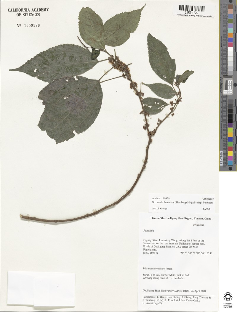 Oreocnide frutescens subsp. frutescens photo 3