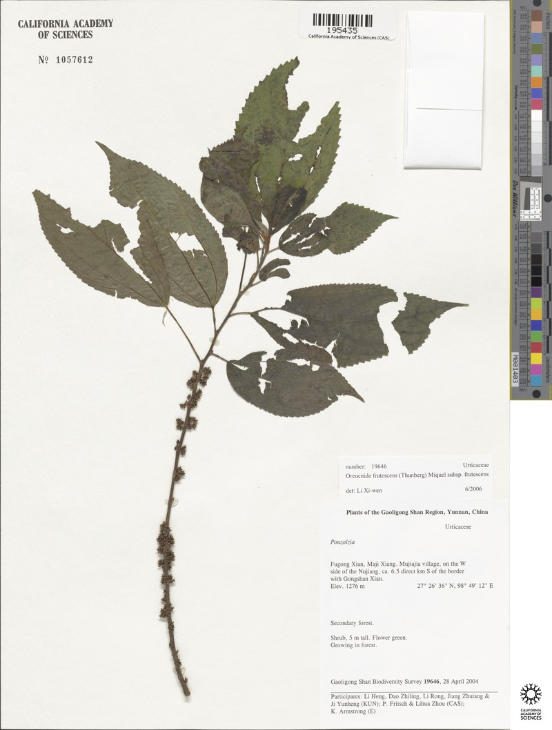 Oreocnide frutescens subsp. frutescens photo 4