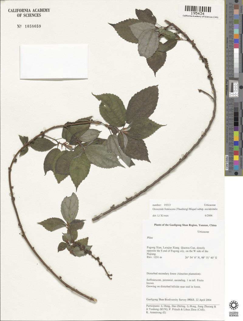 Oreocnide frutescens subsp. occidentalis