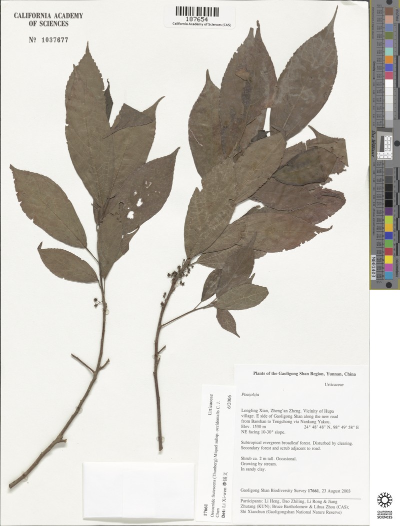 Oreocnide frutescens subsp. occidentalis photo 2