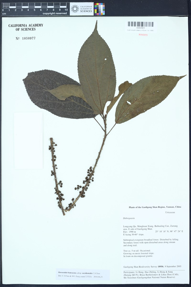 Oreocnide frutescens subsp. occidentalis photo 3