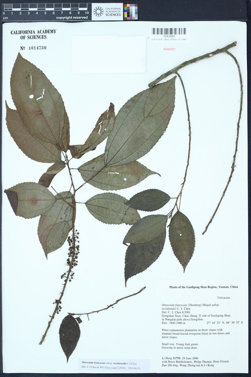 Oreocnide frutescens subsp. occidentalis photo 4