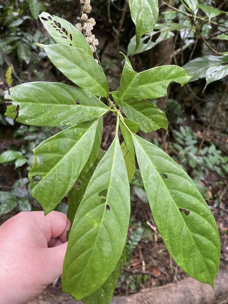 Oreocnide integrifolia photo 2