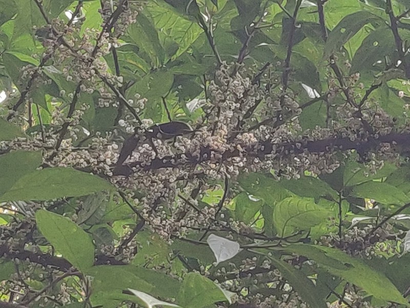 Oreocnide integrifolia photo 3