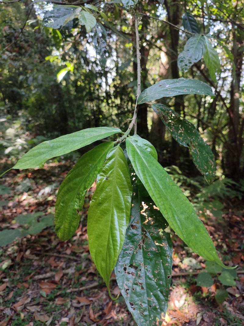 Oreocnide integrifolia photo 4