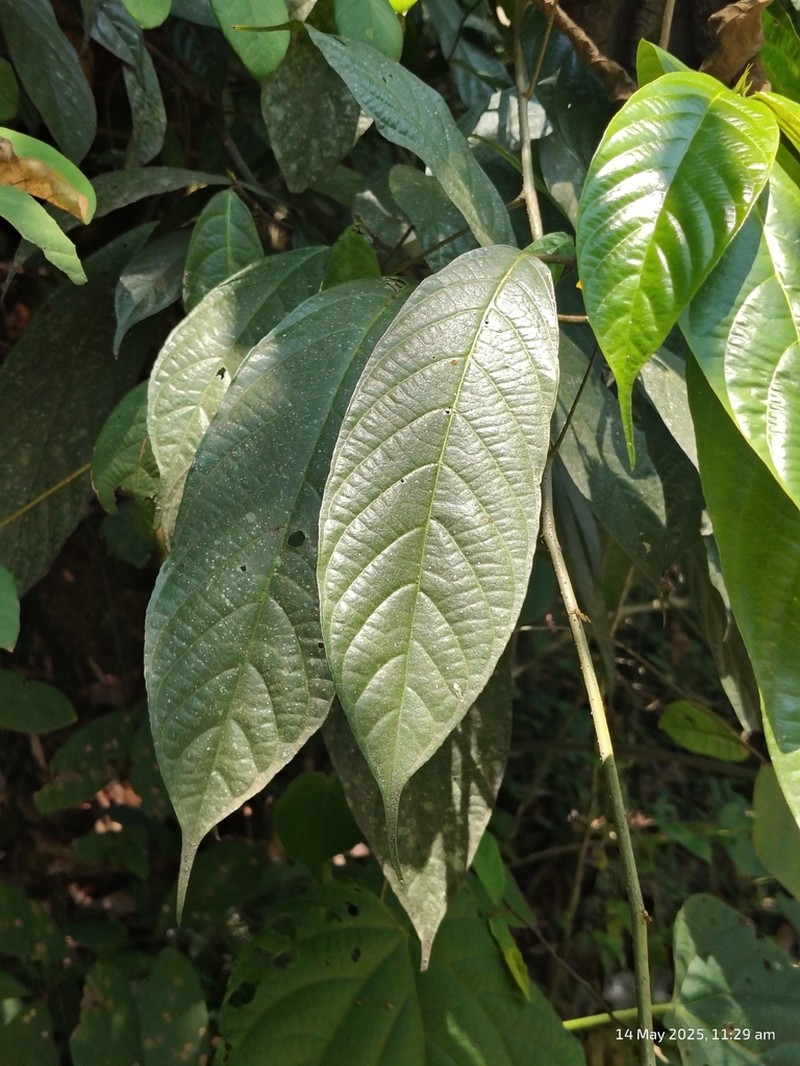 Oreocnide integrifolia photo 5