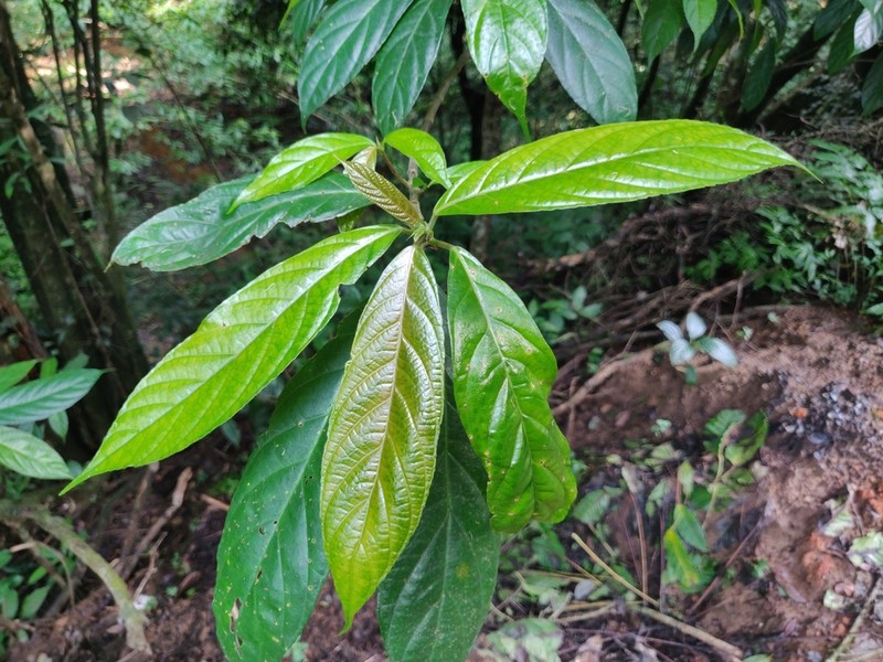 Oreocnide integrifolia photo 6
