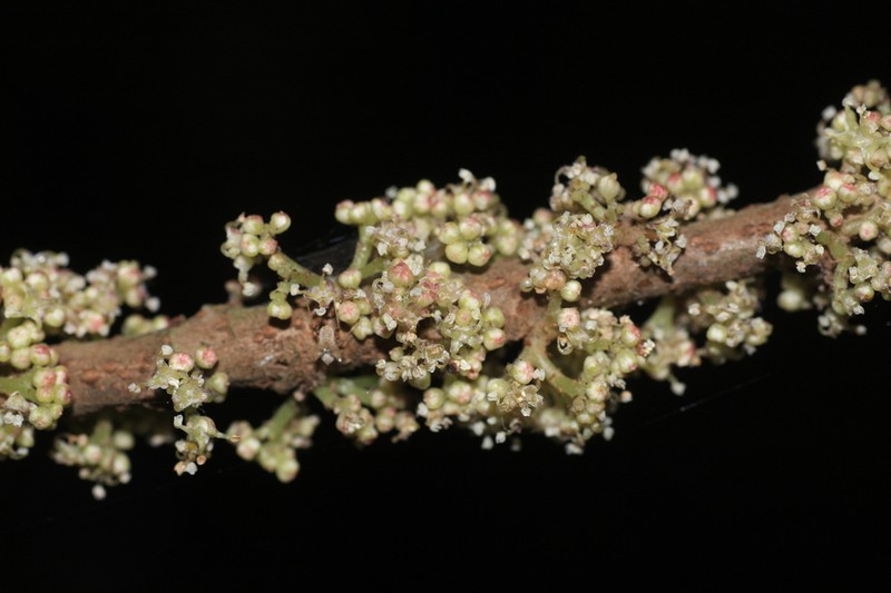 Oreocnide integrifolia photo 7
