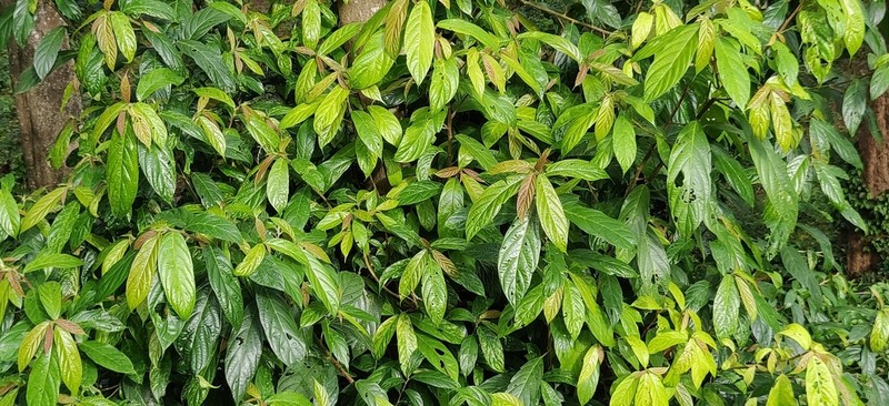 Oreocnide integrifolia photo 8
