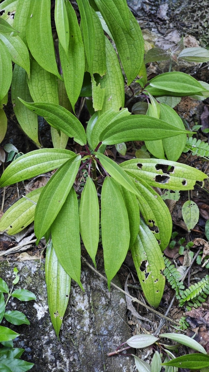 Oreocnide kwangsiensis