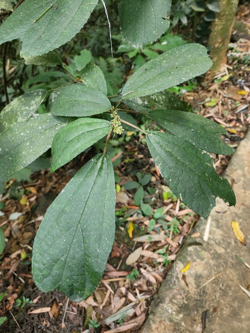 Oreocnide obovata