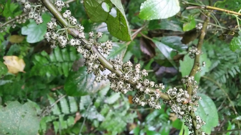 Oreocnide obovata photo 2